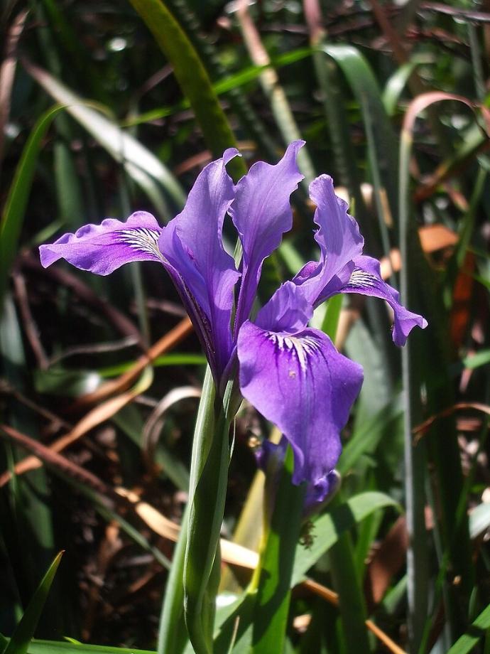 FES Flower Essences: Iris