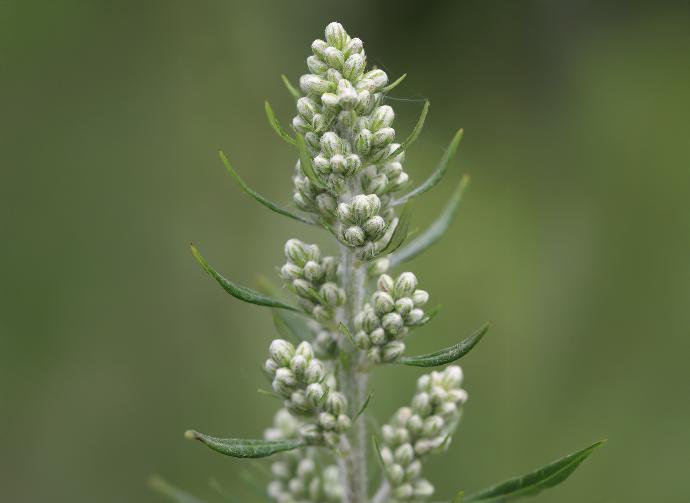 FES Flower Essences: Mugwort