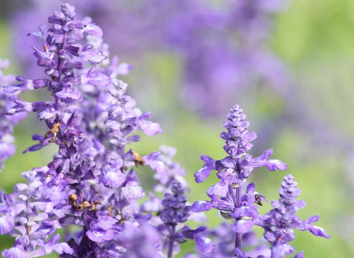 FES Flower Essences: Sage
