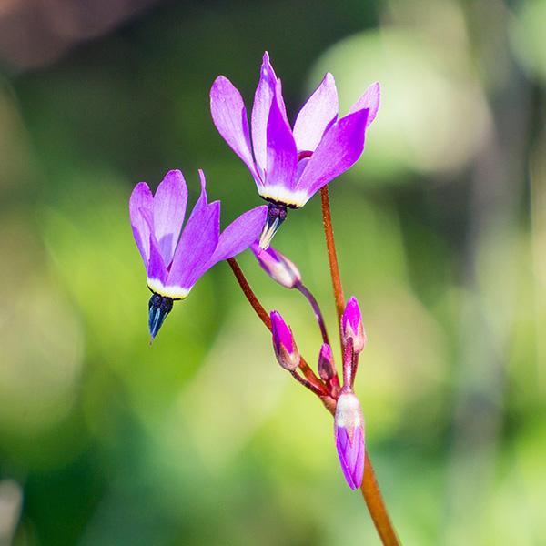 FES Flower Essences: Shooting Star