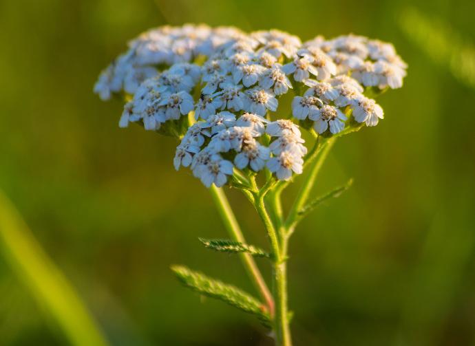 FES Flower Essences: Yarrow