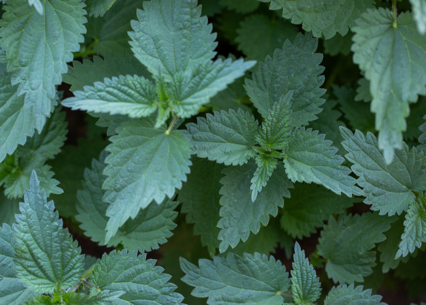 Taproot Medicine: Strong Woman Syrup