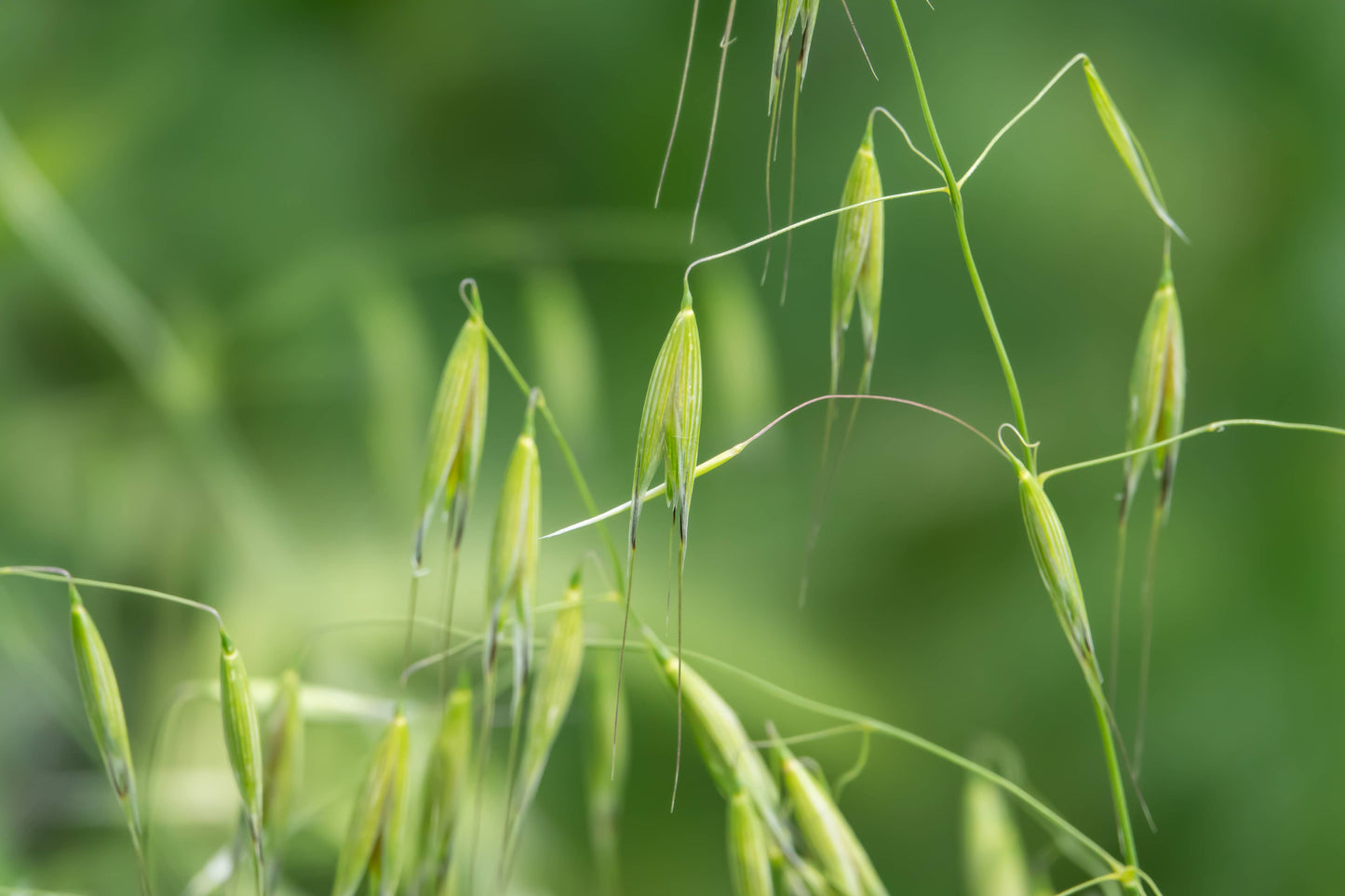 Taproot Medicine: System Soother Syrup