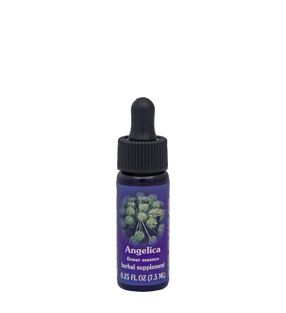 FES Flower Essences: Angelica
