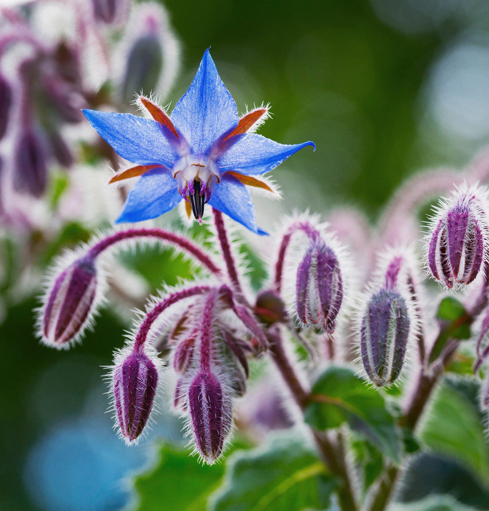 Bulk: Borage - 1 oz