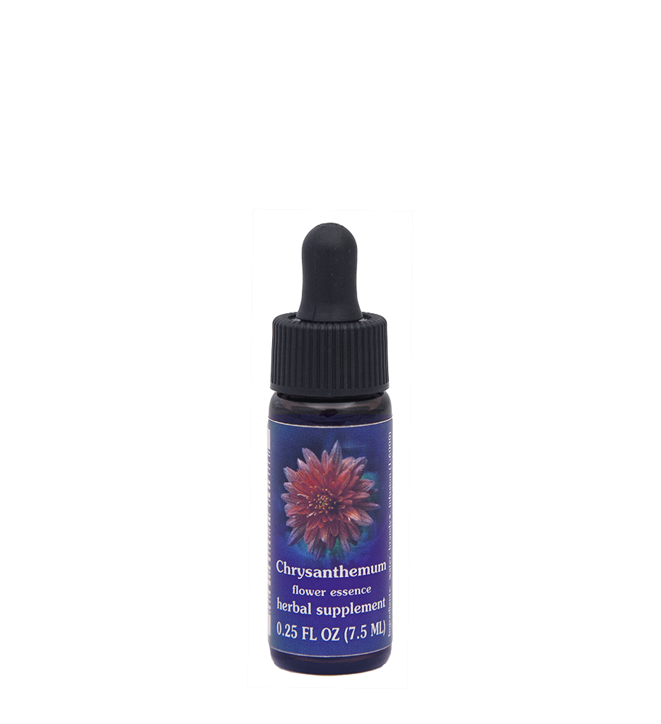 FES Flower Essences: Chrysanthemum