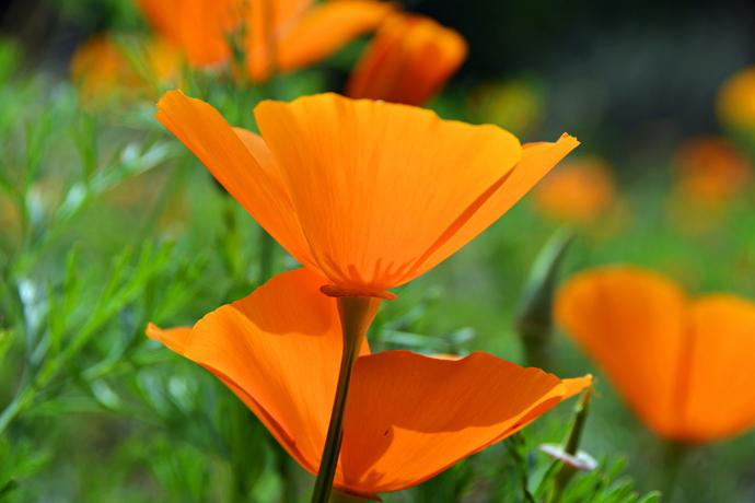 FES Flower Essences: California Poppy