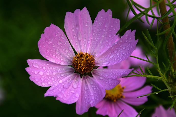 FES Flower Essences: Cosmos