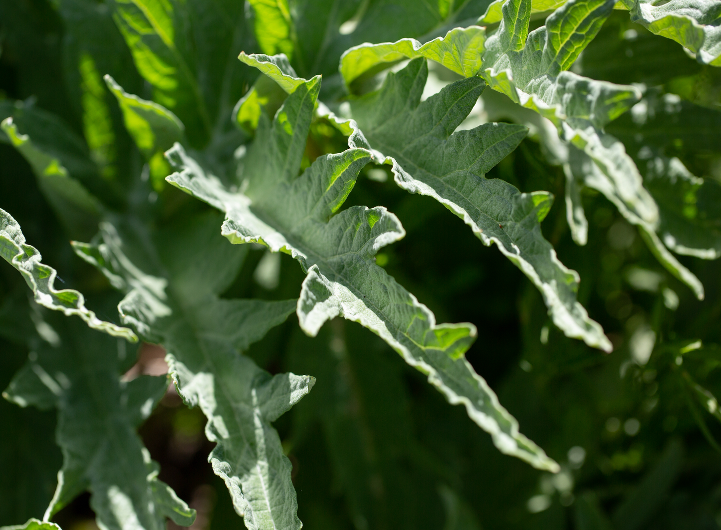 Taproot Medicine: Trust Your Gut Bitters