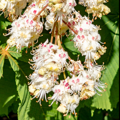 FES Flower Essences: White Chestnut