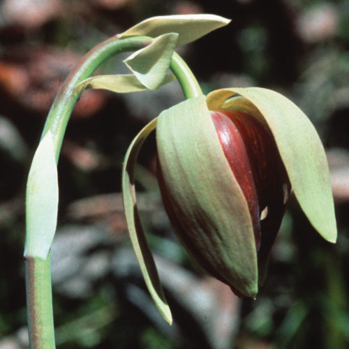 FES Flower Essences: California Pitcher Plant