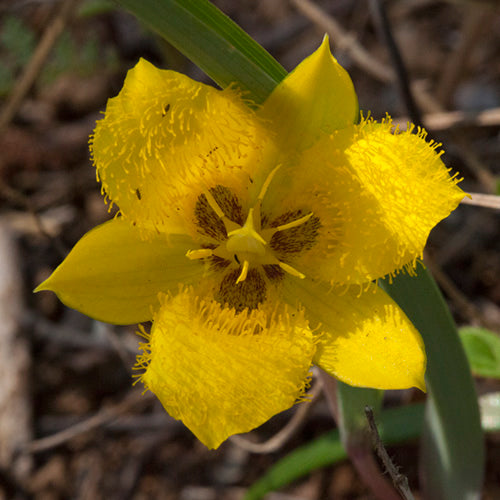 FES Flower Essences: Yellow Star Tulip