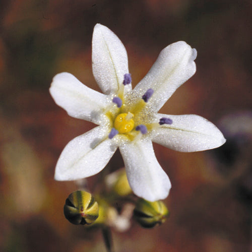 FES Flower Essences: Glassy Hyacinth