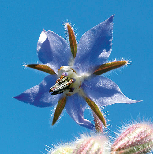 FES Flower Essences: Borage