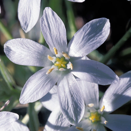 FES Flower Essences: Star of Bethlehem