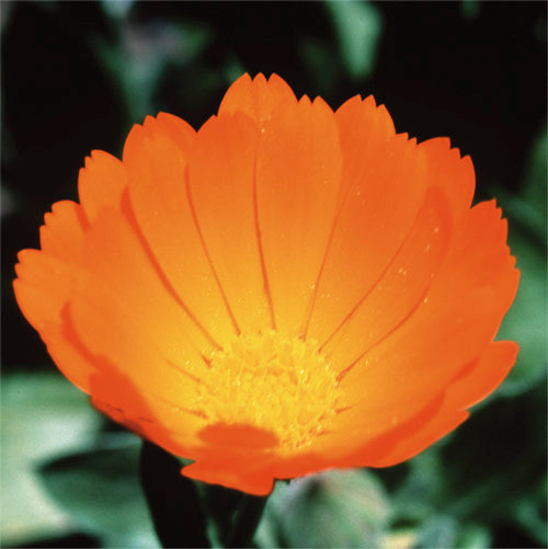 FES Flower Essences: Calendula