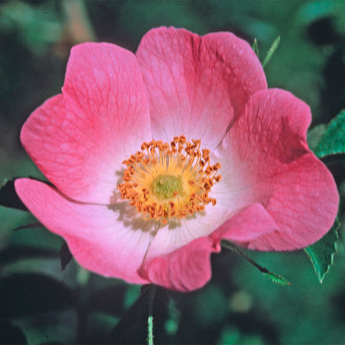 FES Flower Essences: California Wild Rose