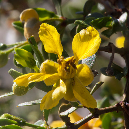 FES Flower Essences: Chaparral