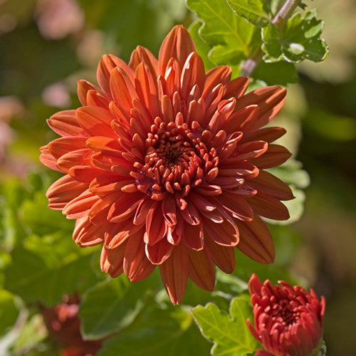 FES Flower Essences: Chrysanthemum
