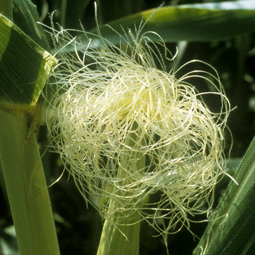 FES Flower Essences: Corn
