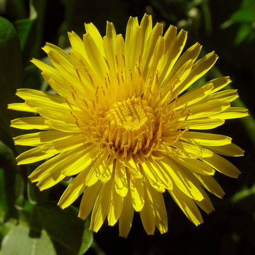 FES Flower Essences: Dandelion