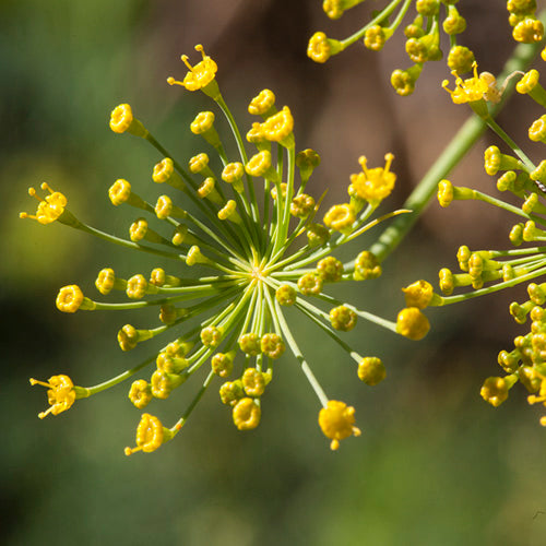 FES Flower Essences: Dill