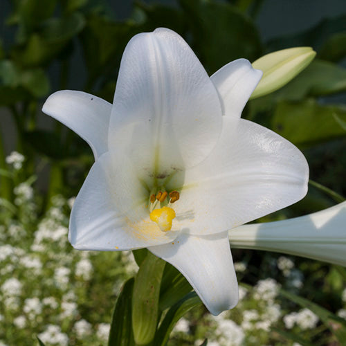 FES Flower Essences: White Trumpet Lily