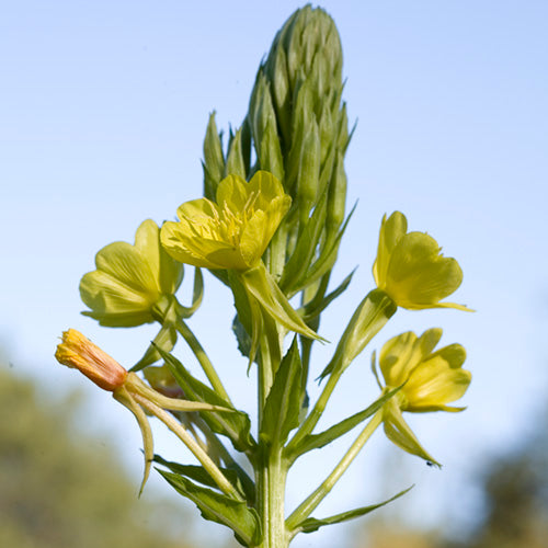 FES Flower Essences: Evening Primrose