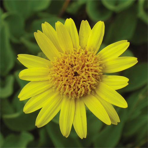 FES Flower Essences: Arnica