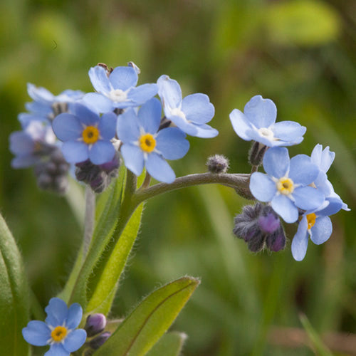 FES Flower Essences: Forget-Me-Not