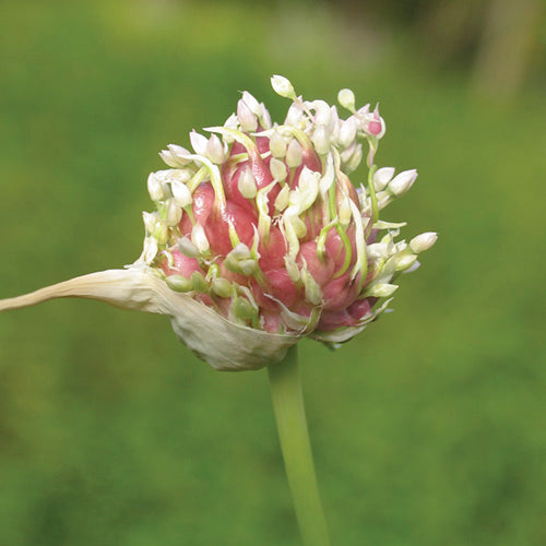 FES Flower Essences: Garlic