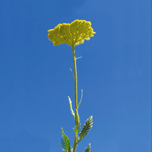 FES Flower Essences: Golden Yarrow