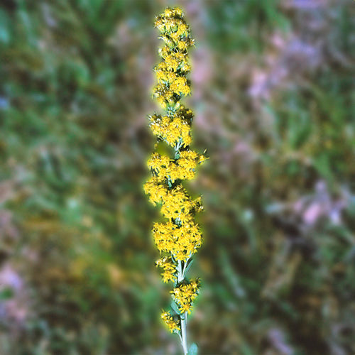 FES Flower Essences: Goldenrod