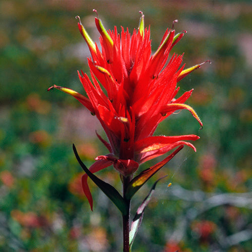 FES Flower Essences: Indian Paintbrush