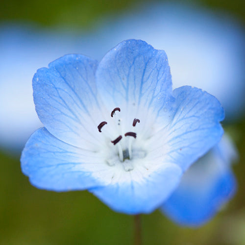 FES Flower Essences: Baby Blue Eyes