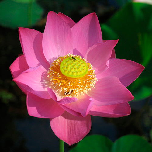 FES Flower Essences: Lotus