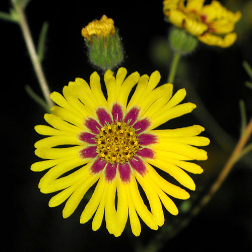 FES Flower Essences: Madia