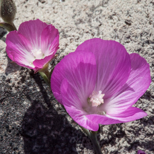 FES Flower Essences: Mallow