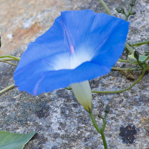 FES Flower Essences: Morning Glory