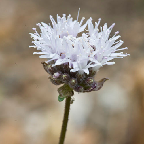 FES Flower Essences: Mountain Pennyroyal