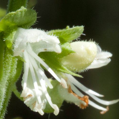 FES Flower Essences: Basil