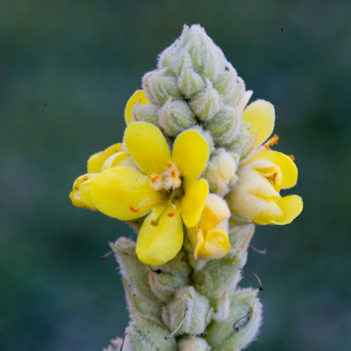 FES Flower Essences: Mullein