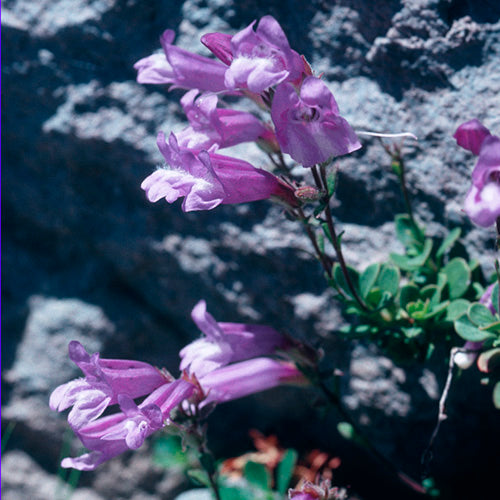 FES Flower Essences: Penstemon