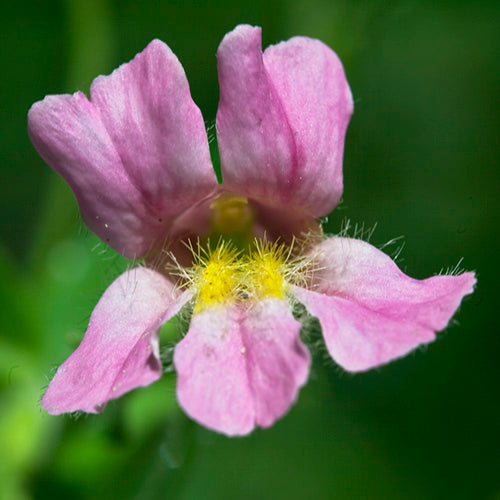 FES Flower Essences: Pink Monkeyflower