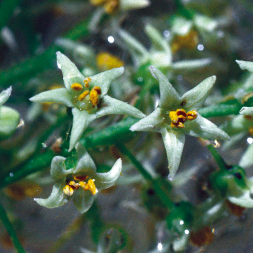 FES Flower Essences: Poison Oak