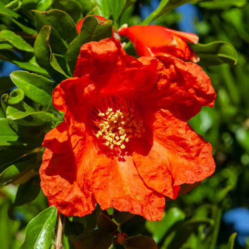 FES Flower Essences: Pomegranate