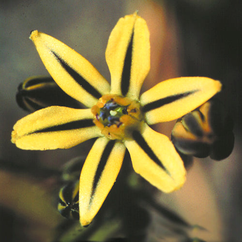 FES Flower Essences: Pretty Face