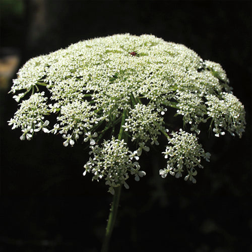 FES Flower Essences: Queen Anne's Lace