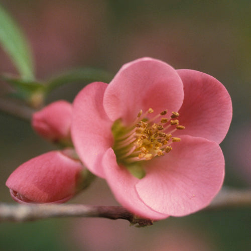 FES Flower Essences: Quince