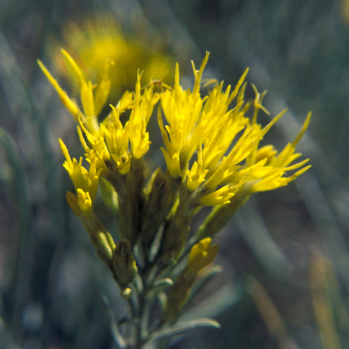 FES Flower Essences: Rabbitbrush